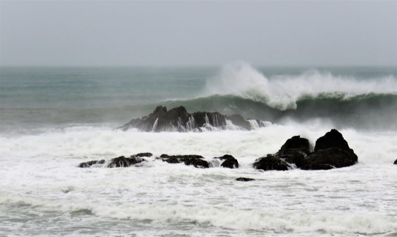 アメリカヒドリ飛来2017 土佐料理 旬の鰹がゆく