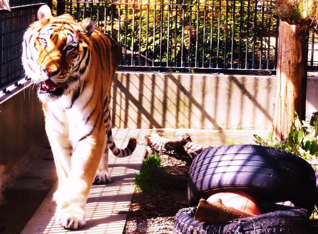 トラの生態観察 土佐料理 旬の鰹がゆく