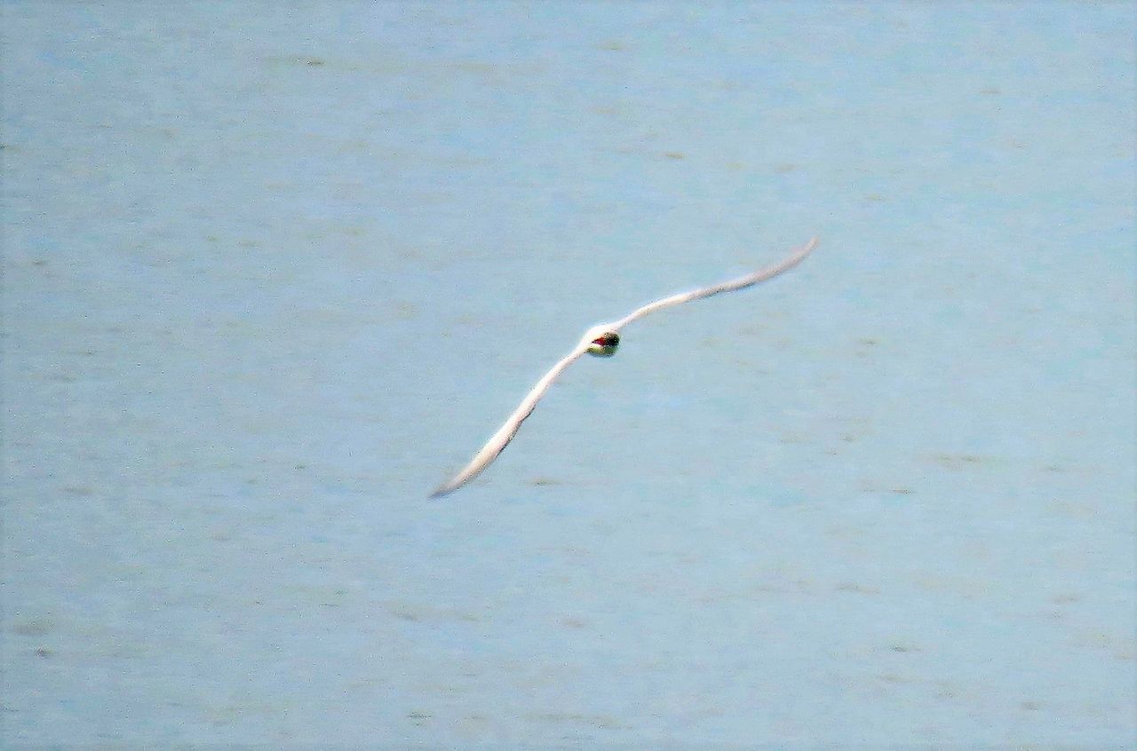 ２０１８オニアジサシ秋の飛来 土佐料理 旬の鰹がゆく