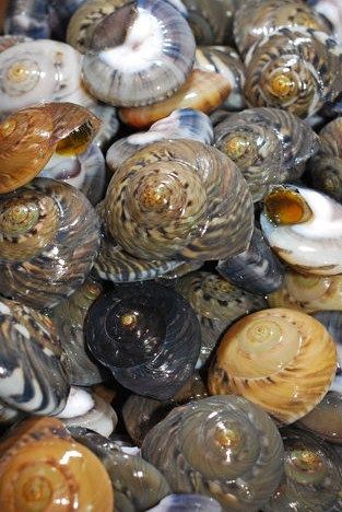 マイゴ 土佐料理 旬の鰹がゆく マイゴ 土佐料理 旬の鰹がゆく