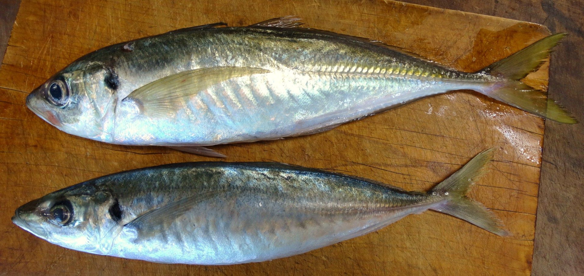 料理高知の料理 土佐料理 旬の鰹がゆく