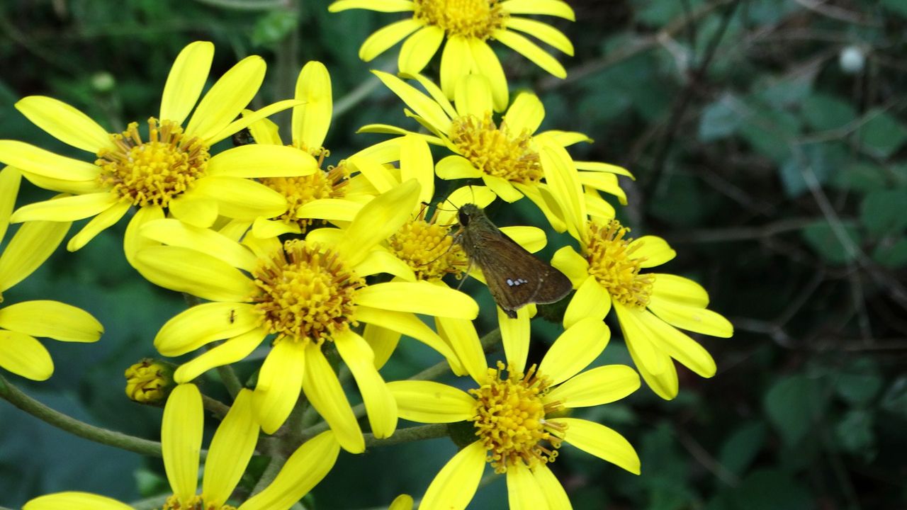 三宝山の秋花 土佐料理 旬の鰹がゆく