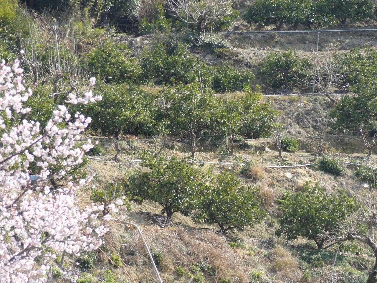 山北みかんの剪定 土佐料理 旬の鰹がゆく 山北みかんの剪定 土佐料理 旬の鰹がゆく