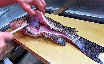 香南市の活魚歳時記 土佐料理 旬の鰹がゆく 香南市の活魚歳時記 土佐料理 旬の鰹がゆく