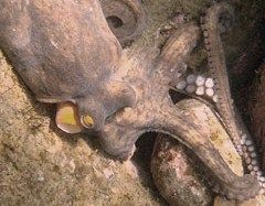 マダコの旬 土佐料理 旬の鰹がゆく マダコの旬 土佐料理 旬の鰹がゆく