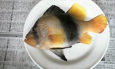 高知の珍魚 土佐料理 旬の鰹がゆく