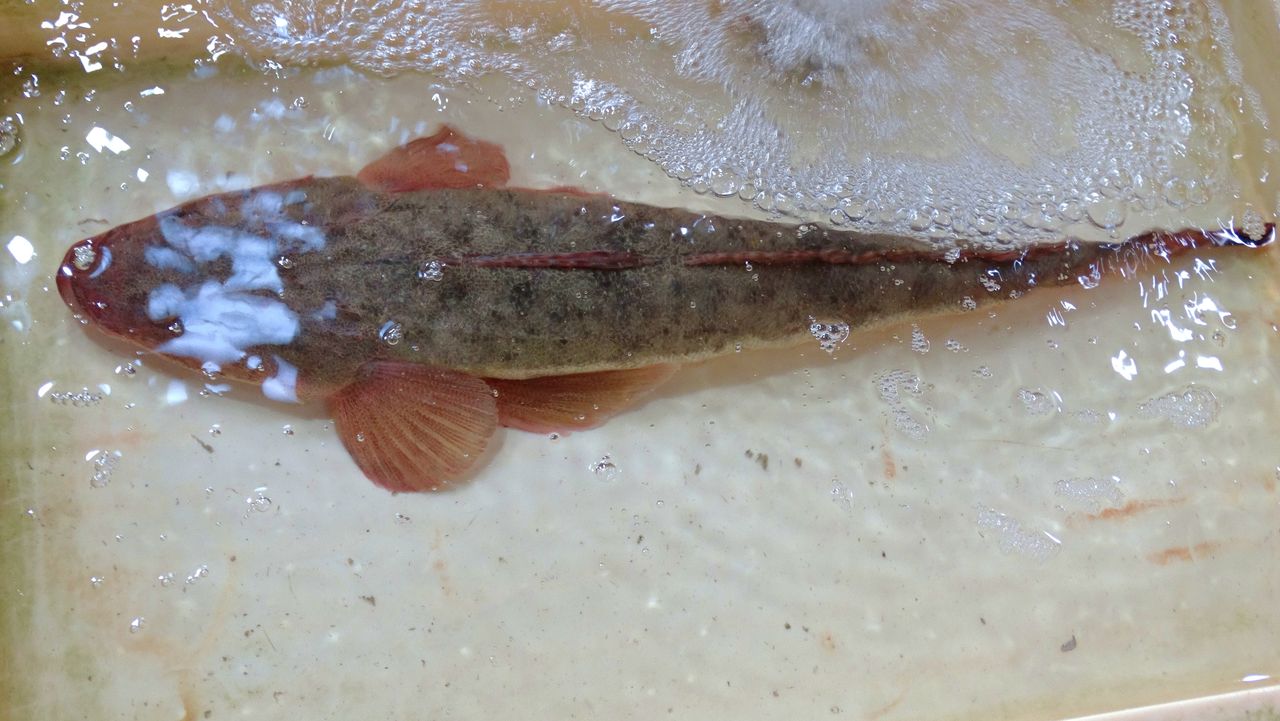 砂浜の打ち寄せる波に潜む魚たち 土佐料理 旬の鰹がゆく 砂浜の打ち寄せる波に潜む魚たち 土佐料理 旬の鰹がゆく