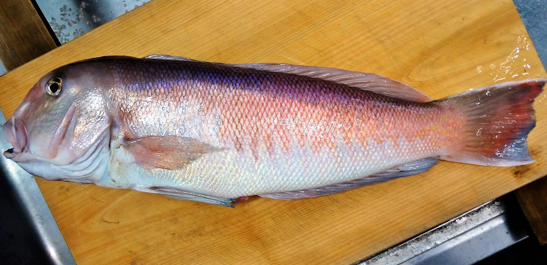 半額sale Fg55 魚 ソトイワシ パカ シイラ クラゲ キンカジュー 猿ではなくアライグマの1種 ホンジュラス Lacistitis Es