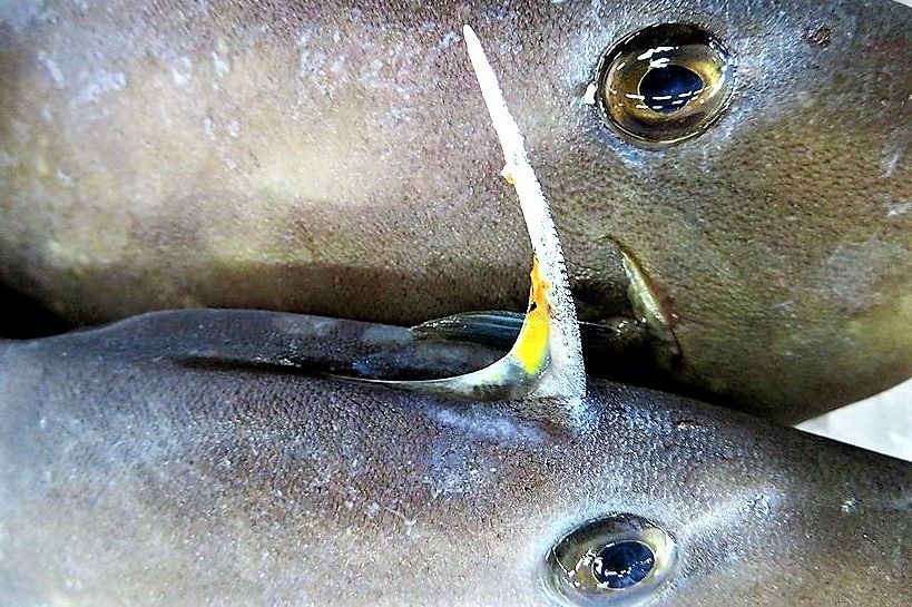 ウマヅラハギ 土佐料理 旬の鰹がゆく