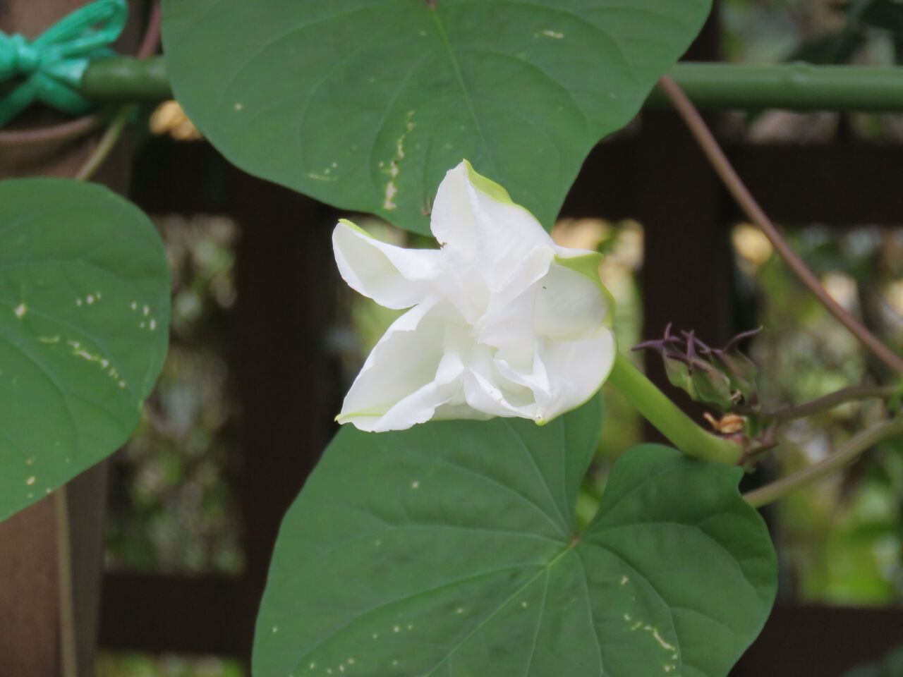 夜顔の伝説的開花を目の当たりにしました！ : 土佐料理 旬の鰹がゆく！