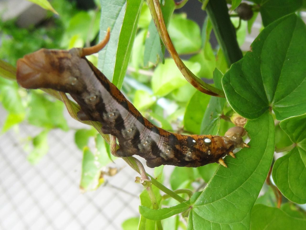スズメガ 土佐料理 旬の鰹がゆく