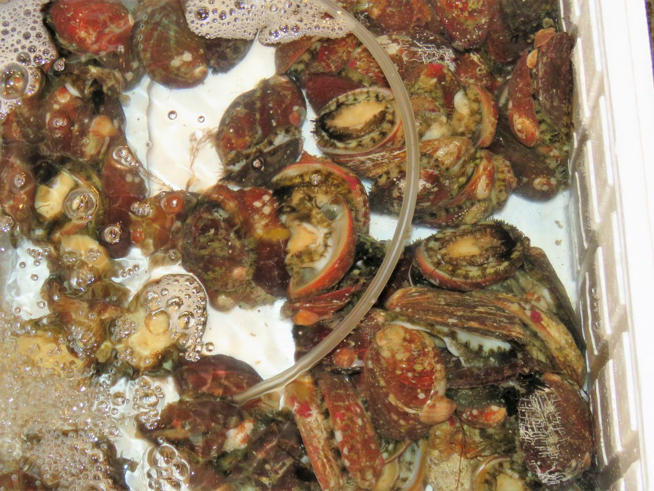 旬の家庭料理 土佐料理 旬の鰹がゆく
