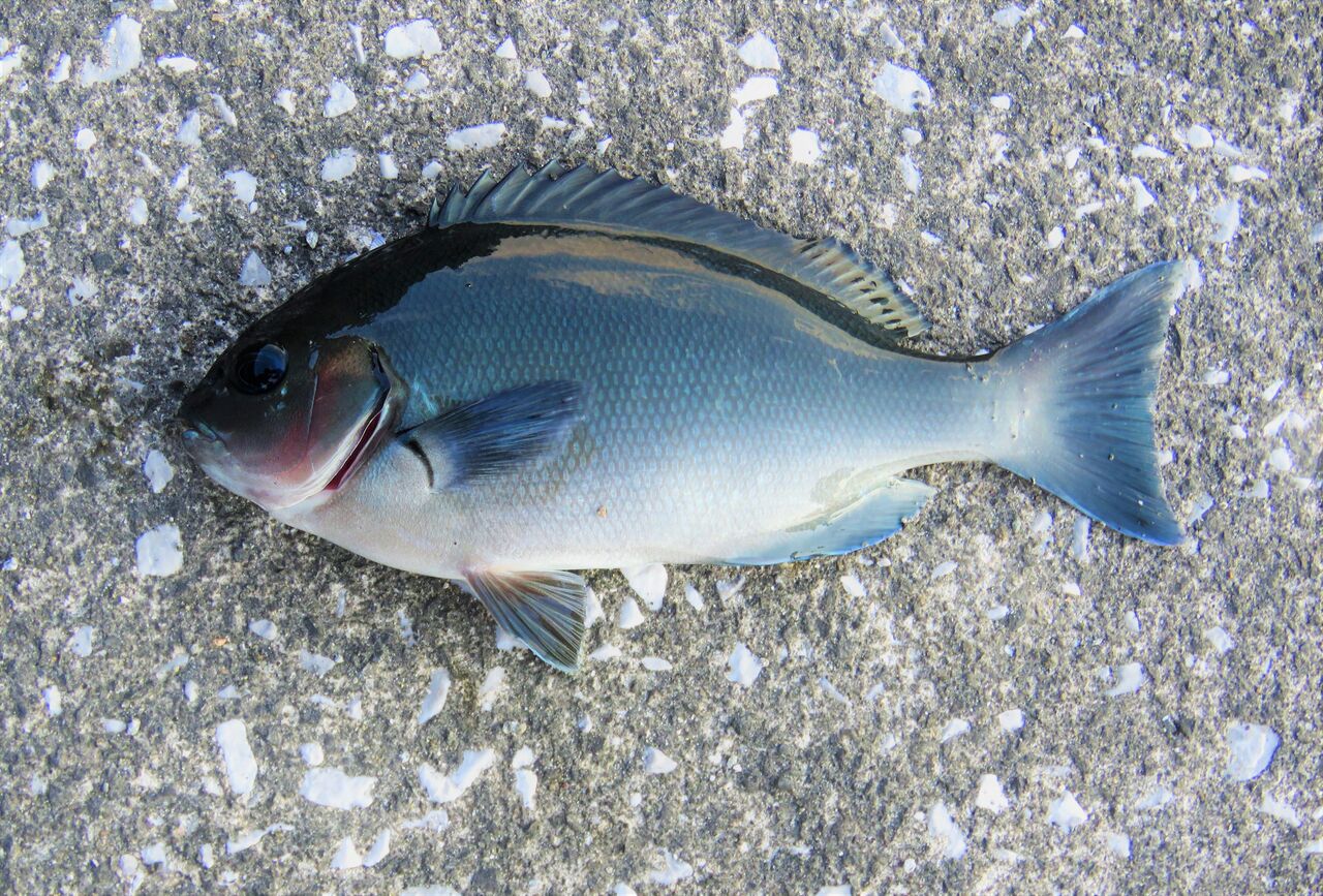 高知の食材 海産物 水産資源 土佐料理 旬の鰹がゆく 高知の食材 海産物 水産資源 土佐料理 旬の鰹がゆく