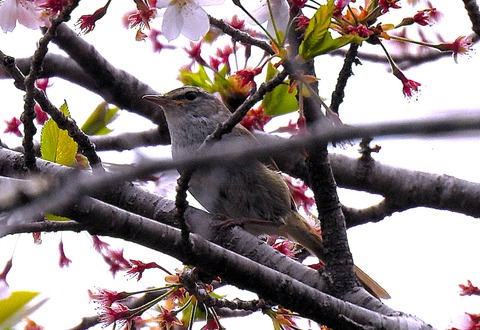 桜と鶯