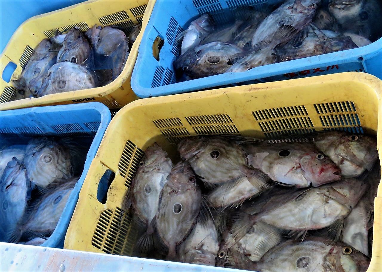 鍋出汁で作る家庭のライスグラタン 土佐料理 旬の鰹がゆく
