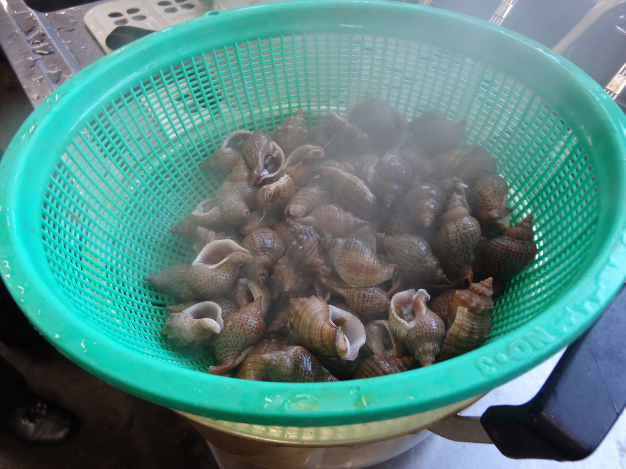 高知の美味しい貝 土佐料理 旬の鰹がゆく