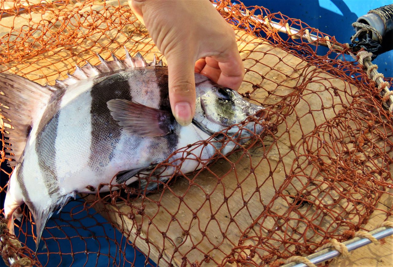 クチジロ石鯛老成魚剥製 | www.ibnuumar.sch.id