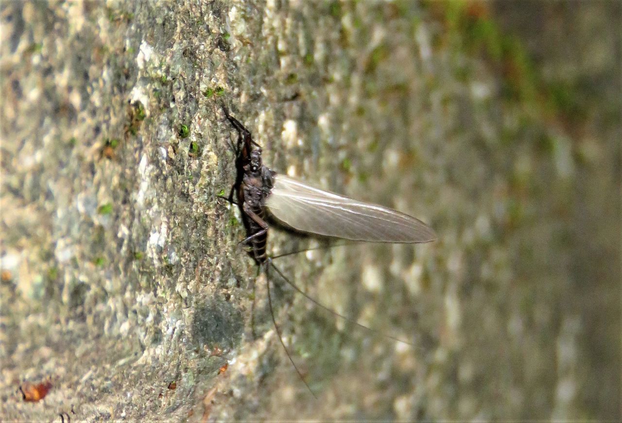 カゲロウ目の亜成虫 土佐料理 旬の鰹がゆく