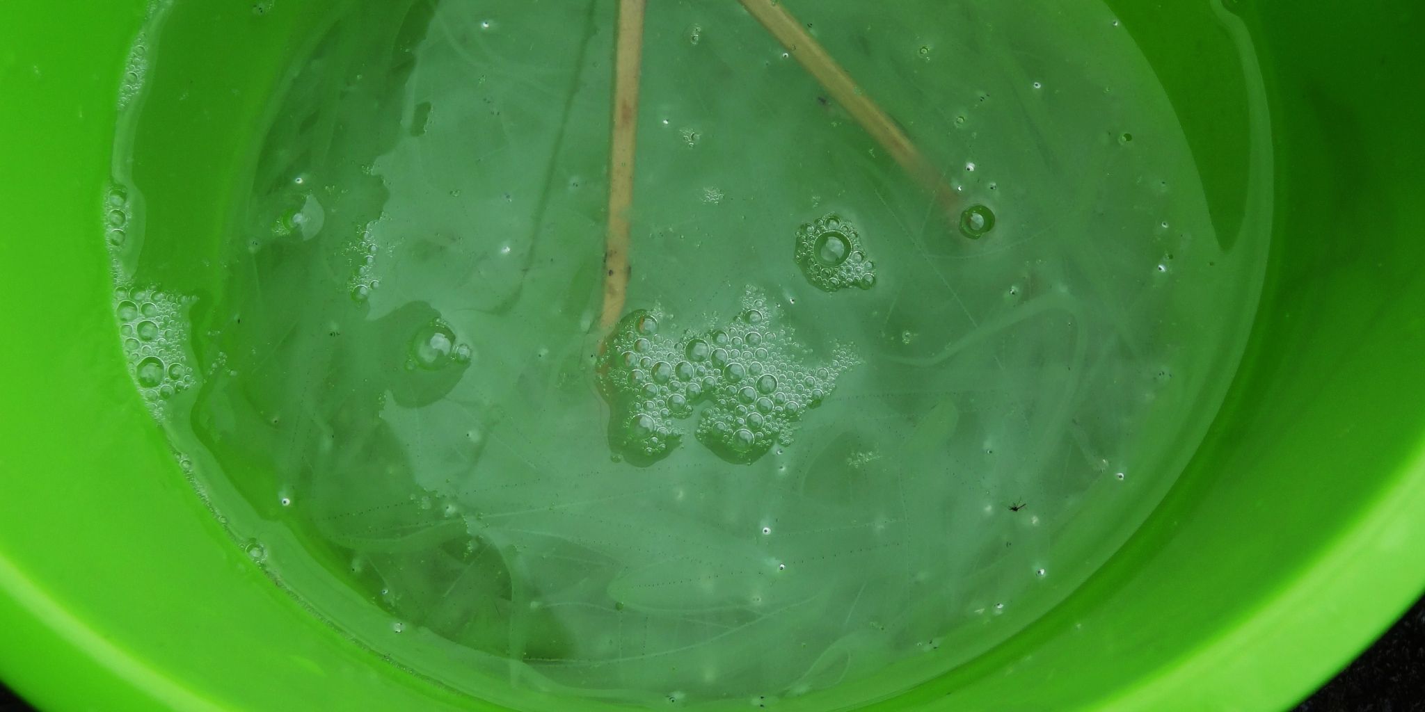 のれそれ 土佐料理 旬の鰹がゆく