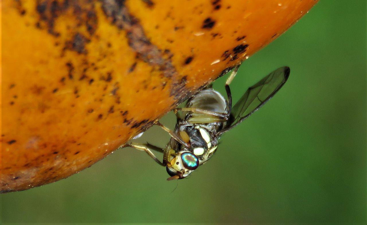 ミスジミバエ 土佐料理 旬の鰹がゆく