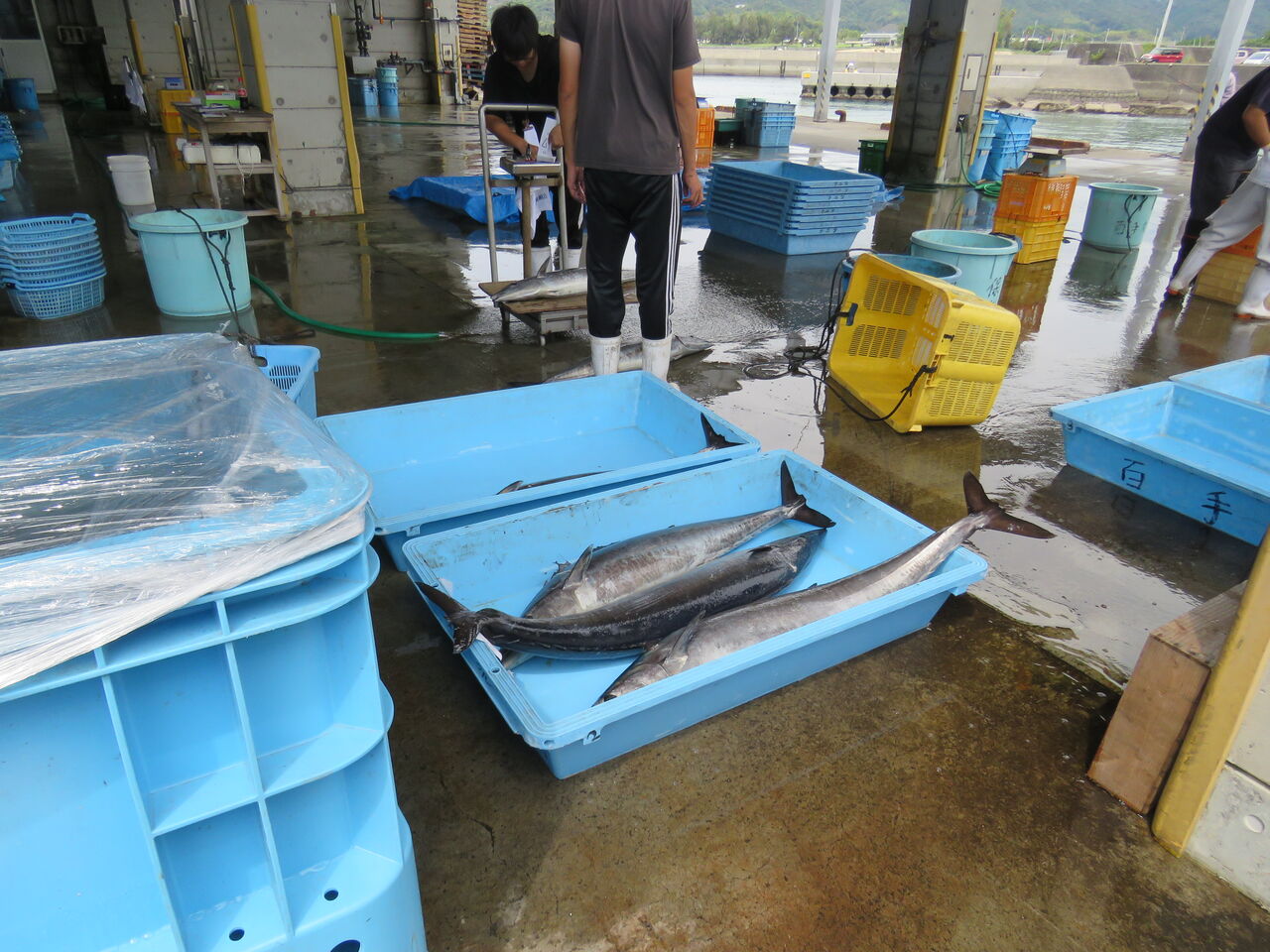 大海原の季節の大循環 回遊魚編 土佐料理 旬の鰹がゆく 大海原の季節の大循環 回遊魚編 土佐料理 旬の鰹がゆく