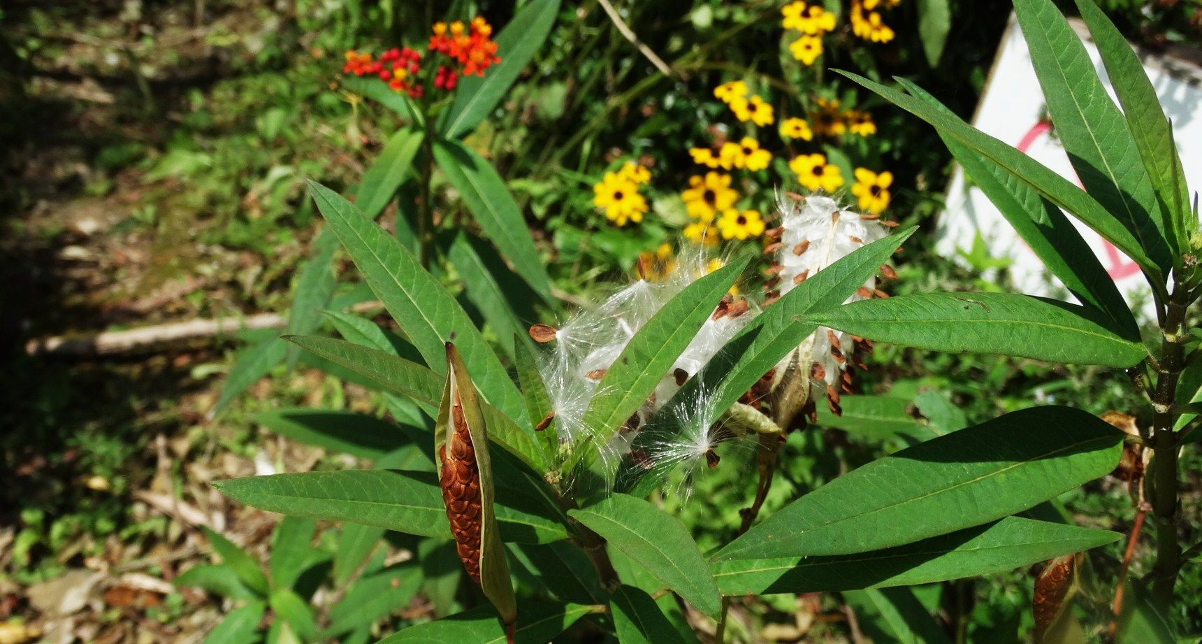 トウワタ 土佐料理 旬の鰹がゆく トウワタ 土佐料理 旬の鰹がゆく