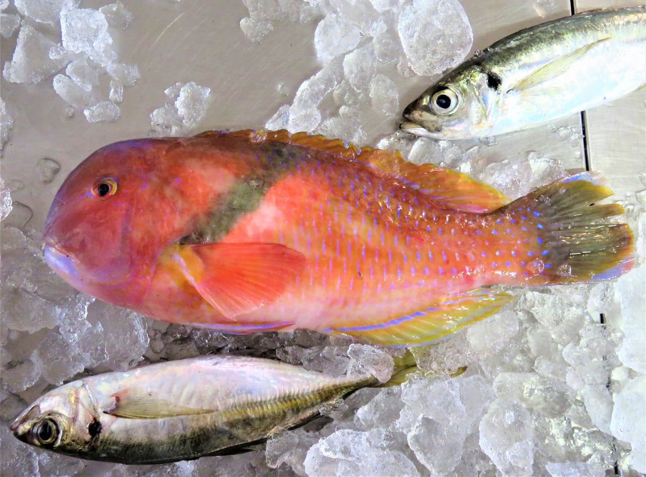 18年01月17日 土佐料理 旬の鰹がゆく