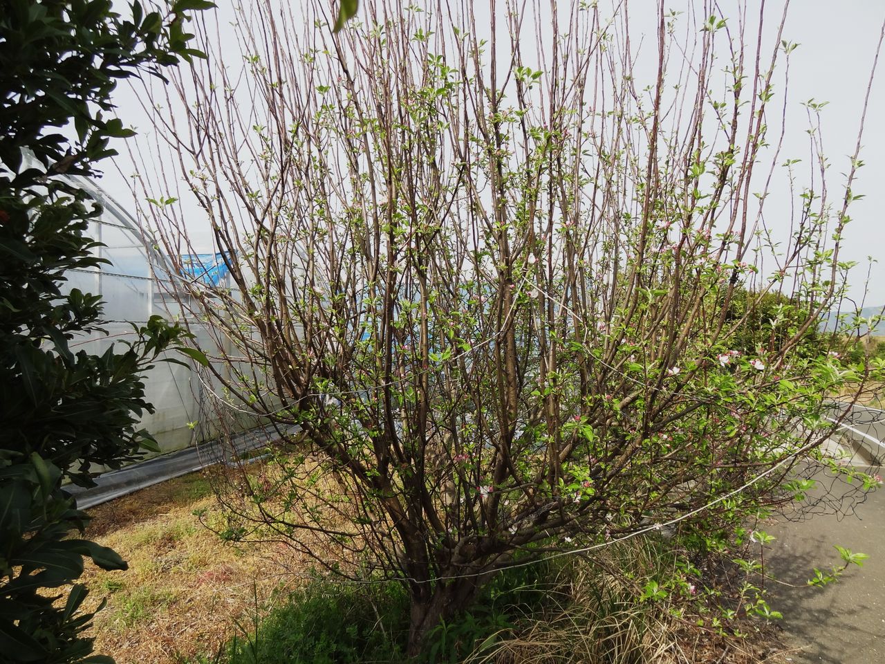 リンゴの花びらが 土佐料理 旬の鰹がゆく