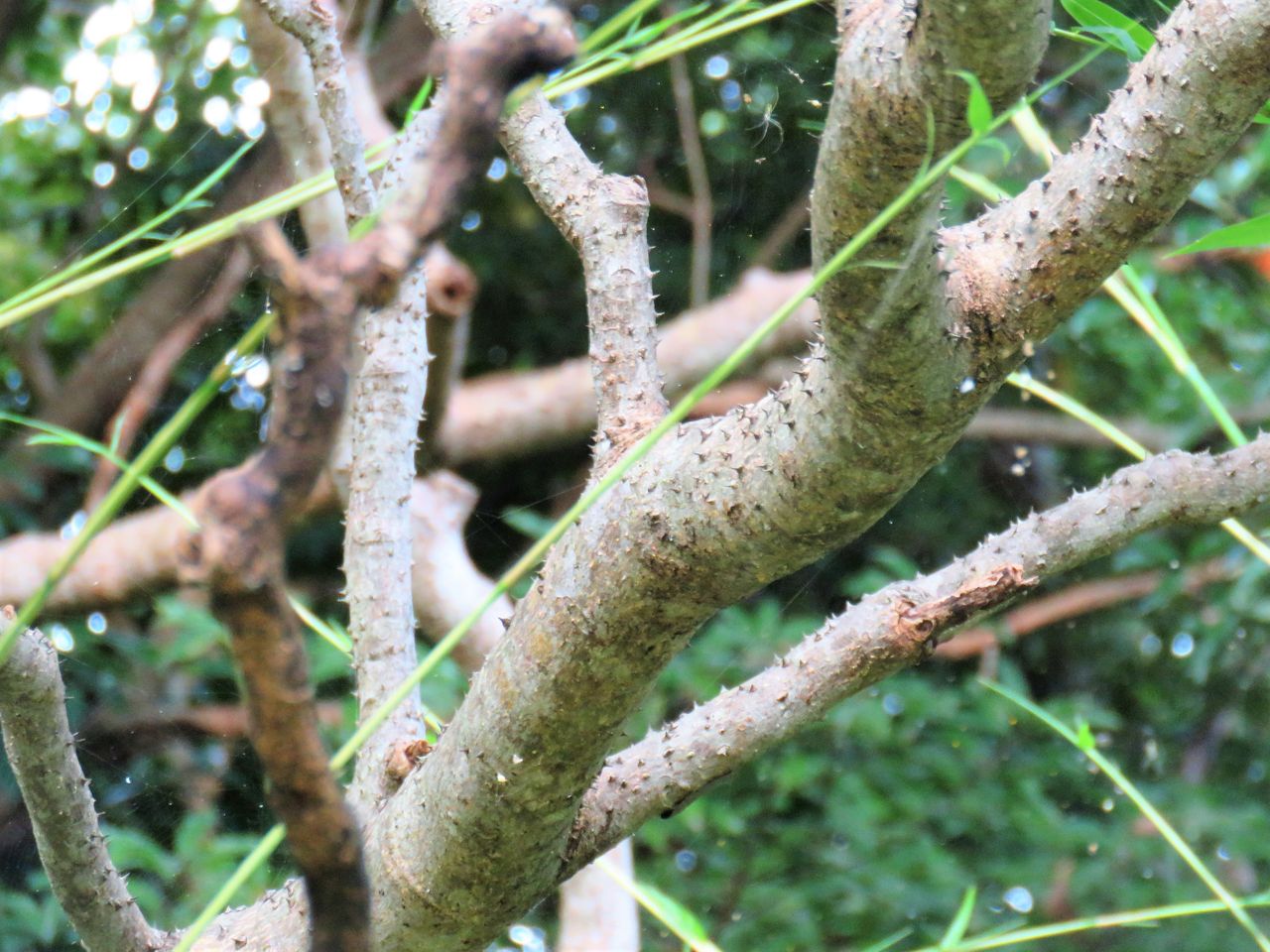 カラスザンショウ　枝付き葉っぱ 1000枚　訳ありミックス　アゲハ蝶　幼虫　餌 カラスザンショウ 枝付き葉っぱ 1000枚 訳ありミックス アゲハ蝶 幼虫 餌