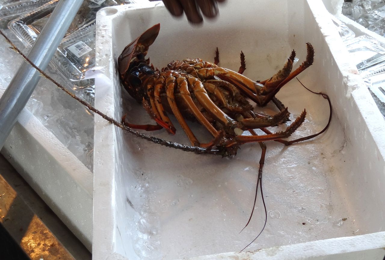 地どれ逸品 土佐料理 旬の鰹がゆく 地どれ逸品 土佐料理 旬の鰹がゆく