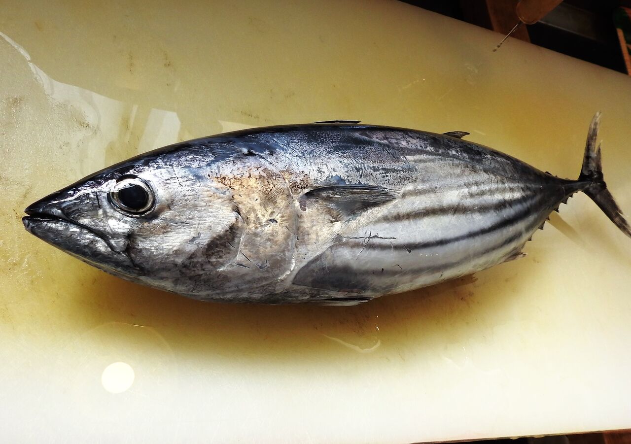 高知から早くも初鰹の便り⁉ : 土佐料理 旬の鰹がゆく!