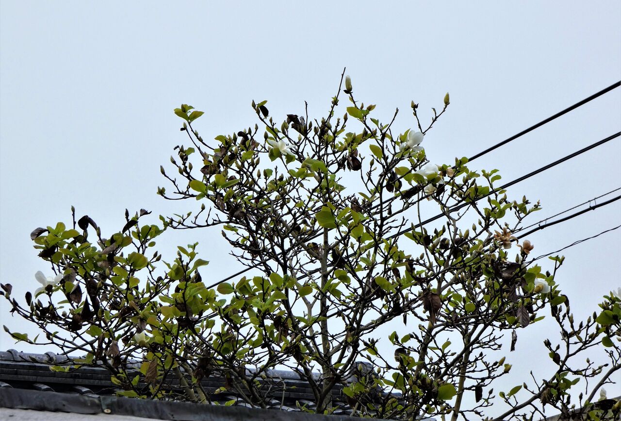 一年に二度盛る白木蓮 土佐料理 旬の鰹がゆく