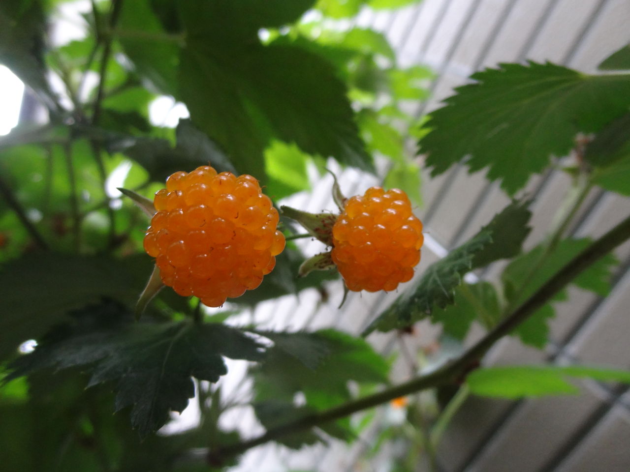 我が家の木苺カジイチゴ 土佐料理 旬の鰹がゆく