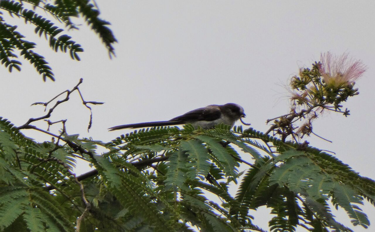合歓木に集う夏野鳥の混群 土佐料理 旬の鰹がゆく
