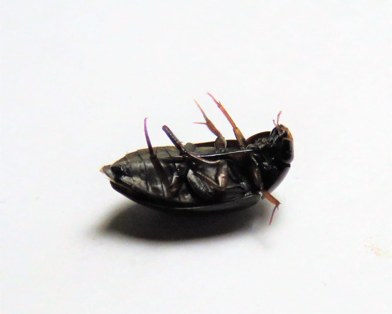 夏の安田川の川筋に見られる生き物 水生昆虫編 : 土佐料理 旬の鰹がゆく！