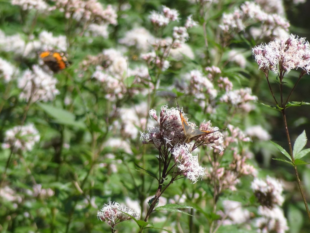 フジバカマ 土佐料理 旬の鰹がゆく