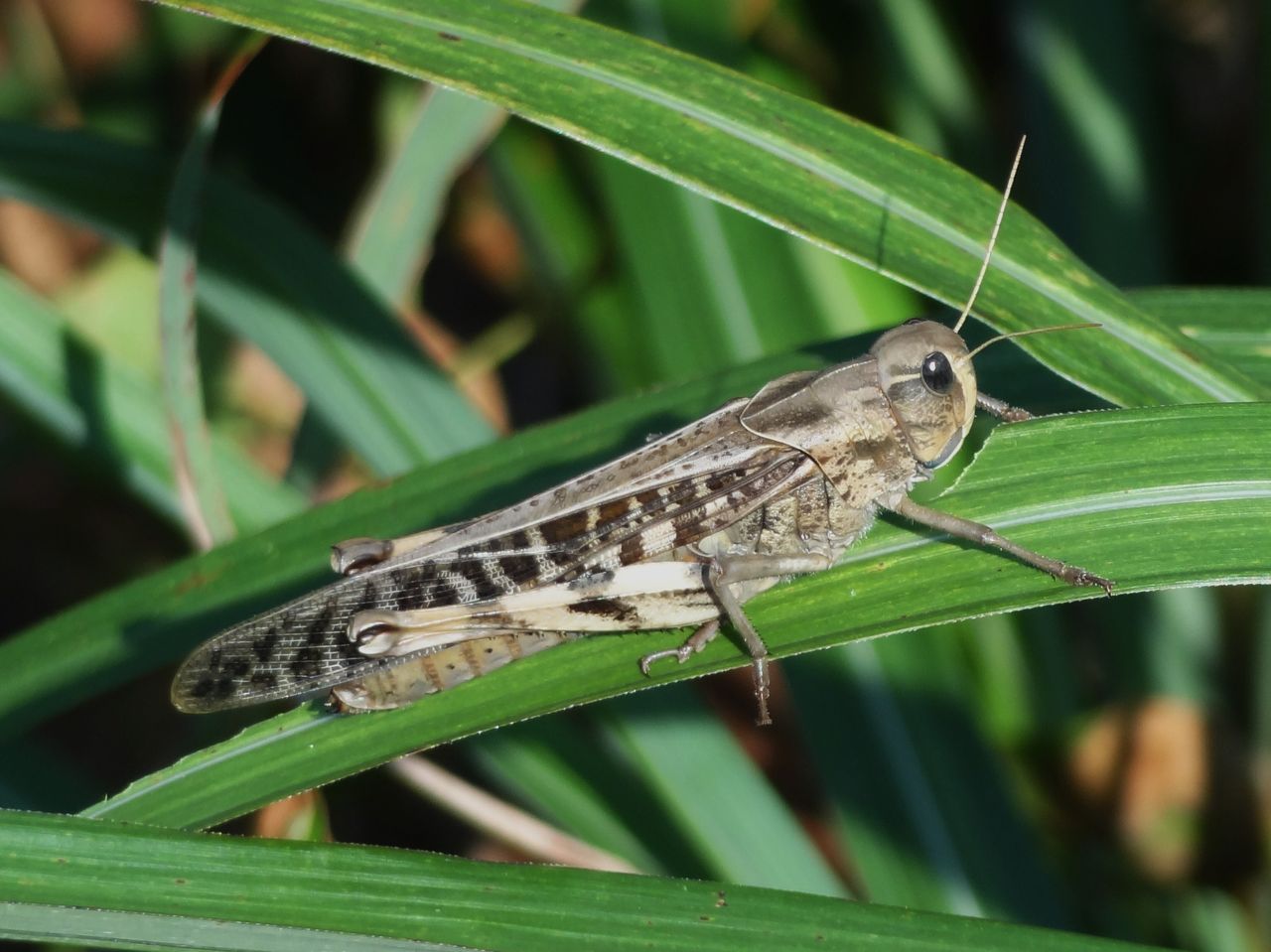 ショウリョウバッタとトノサマバッタの謎 土佐料理 旬の鰹がゆく