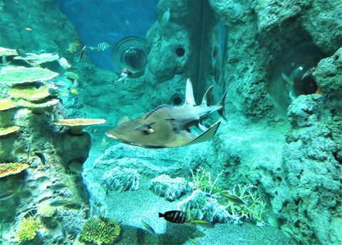 高知の珍魚 土佐料理 旬の鰹がゆく