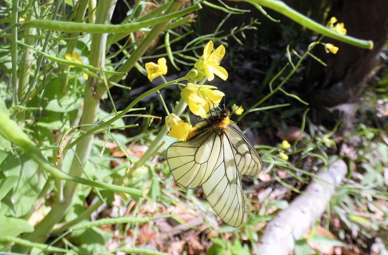 峡谷の薄羽白蝶（ウスバシロチョウ） : 土佐料理 旬の鰹がゆく！