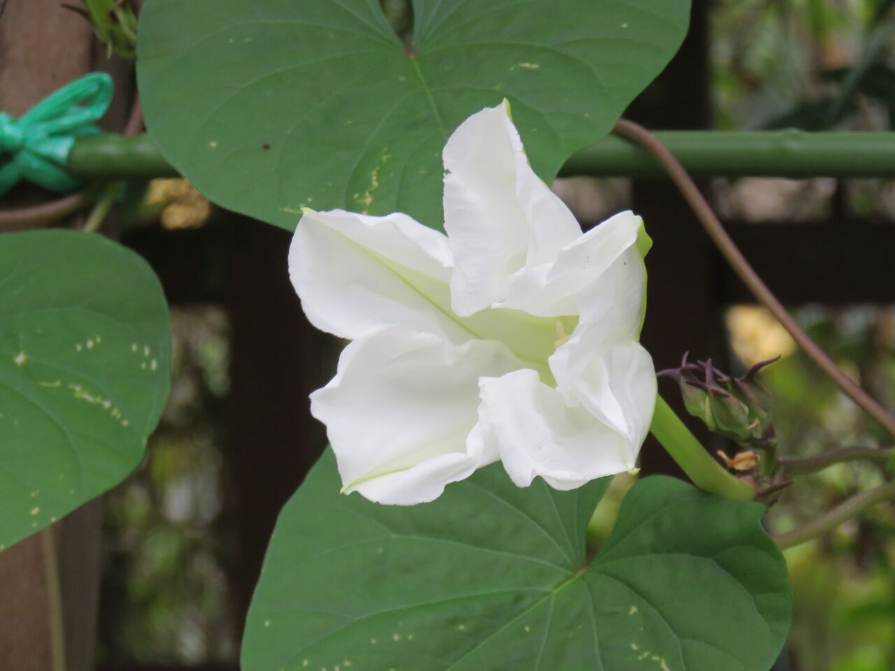 夜顔の伝説的開花を目の当たりにしました！ : 土佐料理 旬の鰹がゆく！