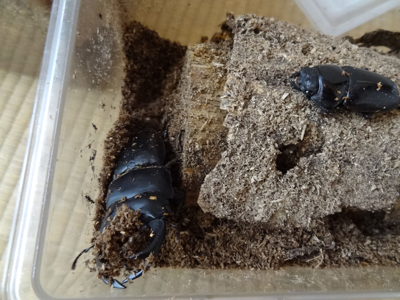 鰹の新しい家族 土佐料理 旬の鰹がゆく 鰹の新しい家族 土佐料理 旬の鰹がゆく