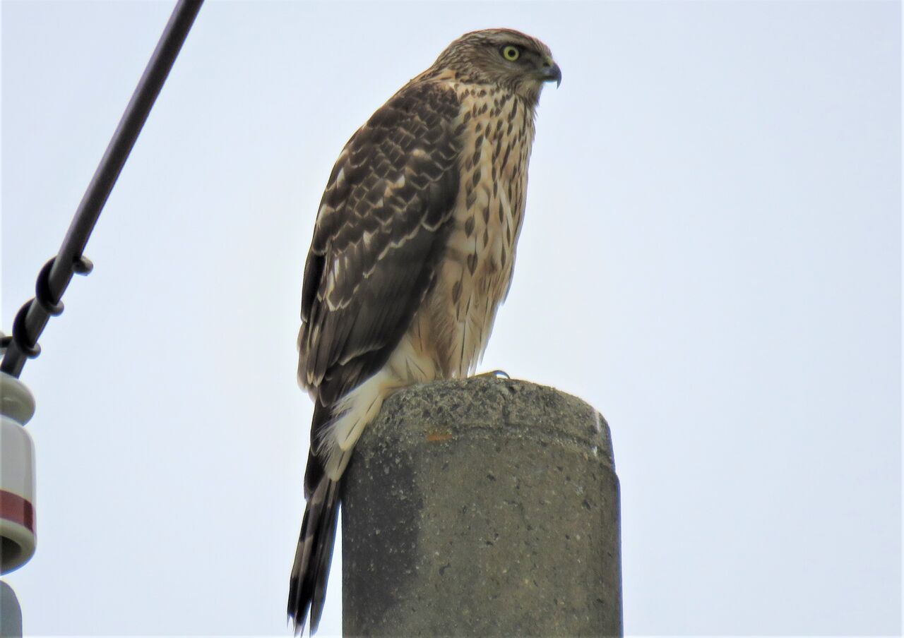 物部川中州河畔林の野鳥観察 : 土佐料理 旬の鰹がゆく！