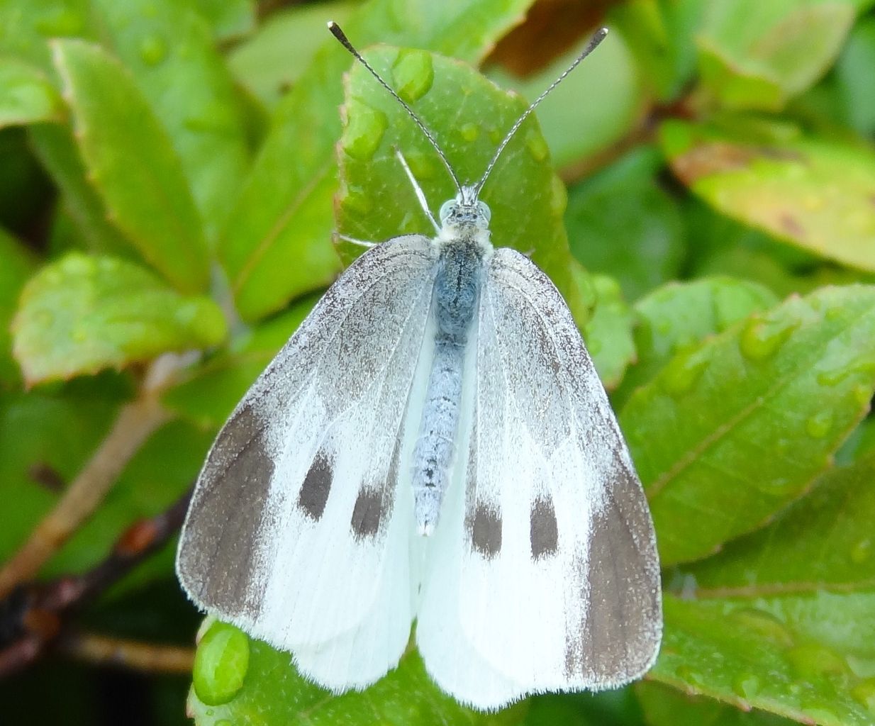 モンシロチョウ 土佐料理 旬の鰹がゆく