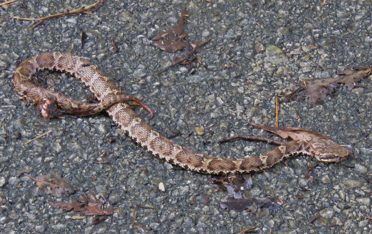 アオダイショウの幼蛇 土佐料理 旬の鰹がゆく