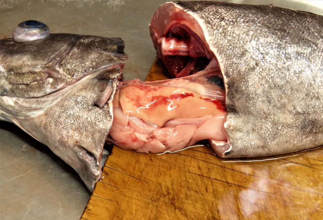 偽橄欖剥 トカジャー 土佐料理 旬の鰹がゆく