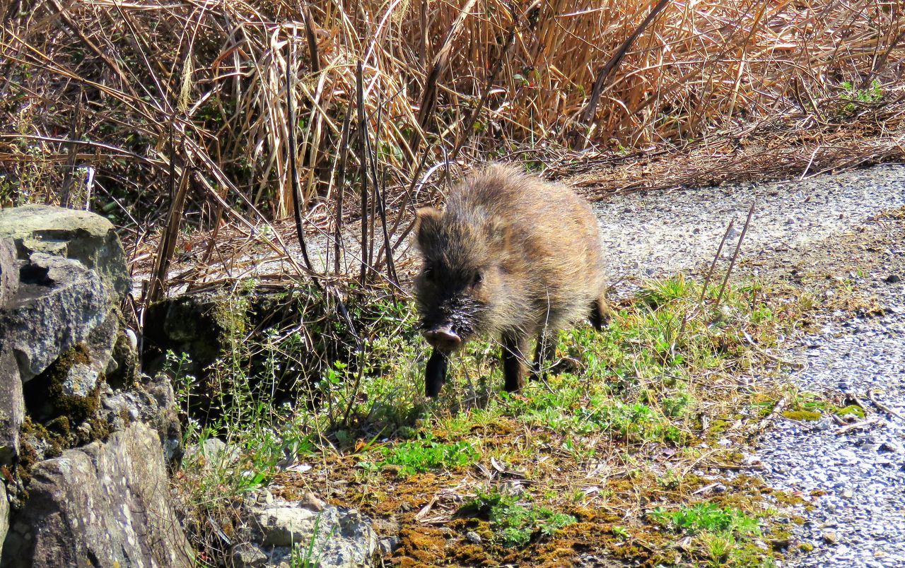 幼獣でしょうか 土佐料理 旬の鰹がゆく