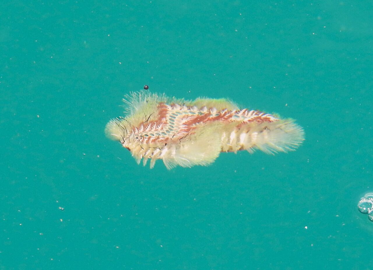 泳げ海毛虫くん（ウミケムシ）そのこころは・・・ : 土佐料理 旬の鰹が