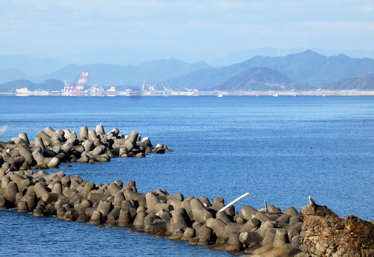 真冬の海岸で見る猛禽類 土佐料理 旬の鰹がゆく 真冬の海岸で見る猛禽類 土佐料理 旬の鰹がゆく