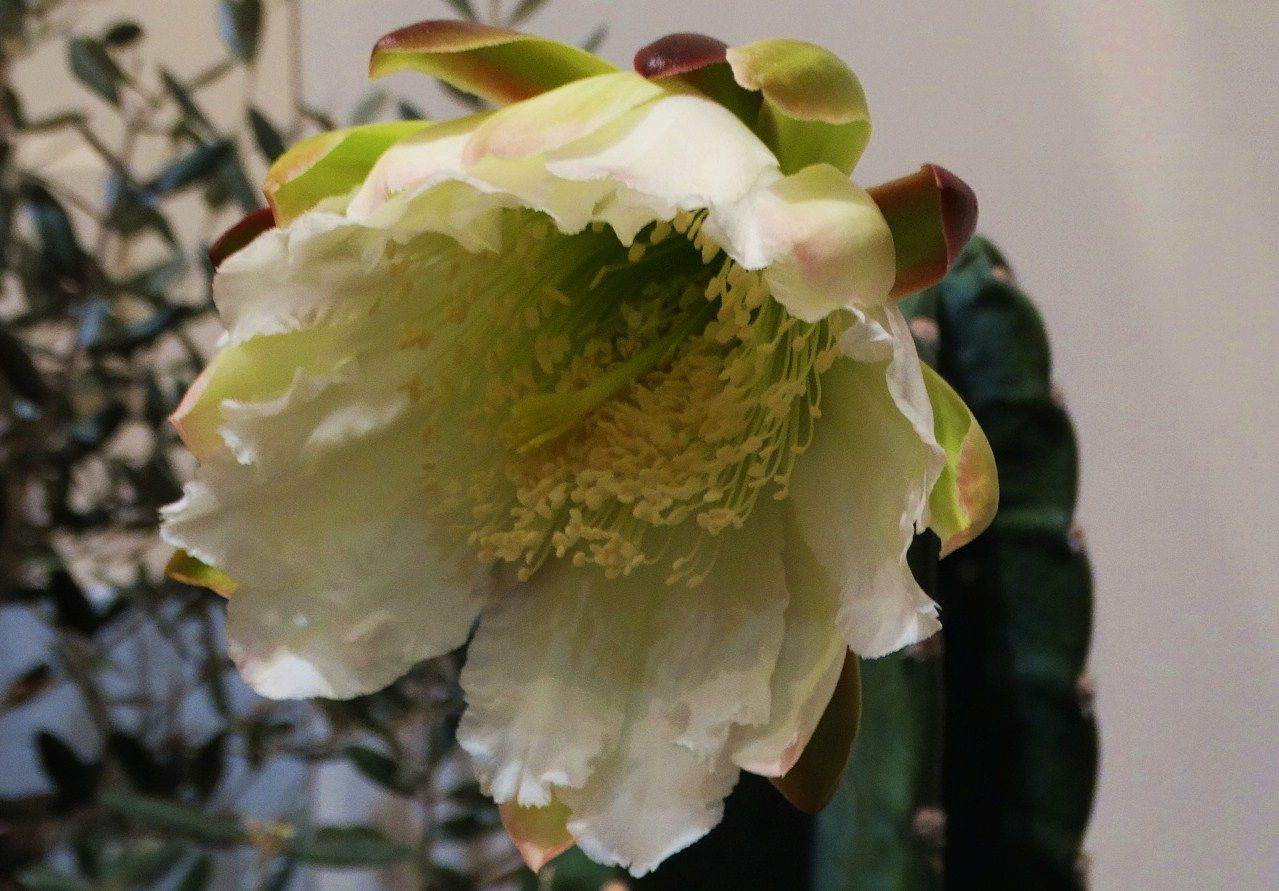 人々に愛される多肉植物サボテン 土佐料理 旬の鰹がゆく