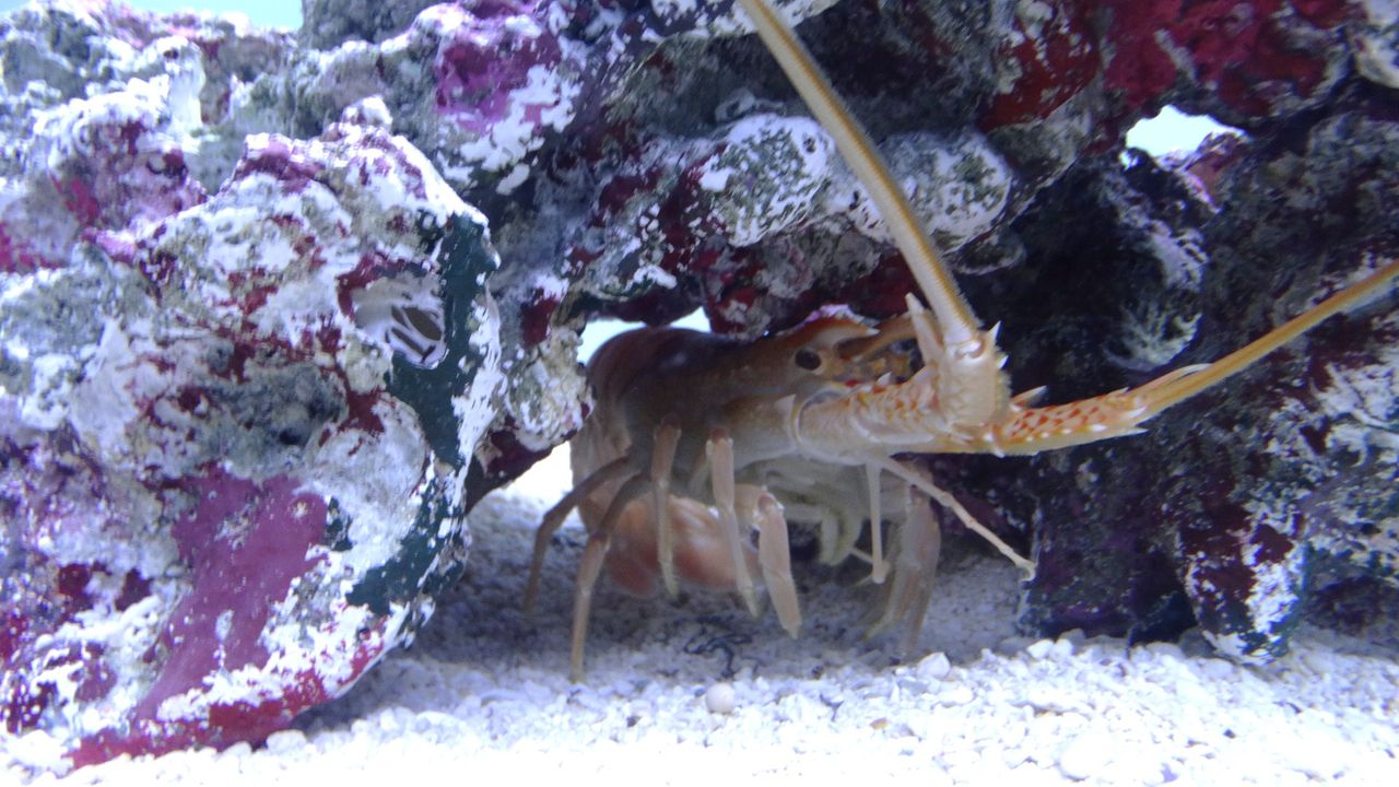 リョウマエビ 土佐料理 旬の鰹がゆく リョウマエビ 土佐料理 旬の鰹がゆく